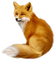 a red fox